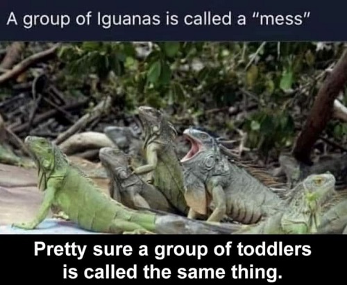 group of iguanas.jpg